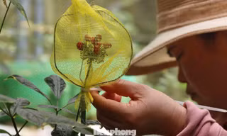 Khoác 'áo giáp' cho từng chùm hạt sâm Ngọc Linh giữa đại ngàn