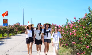 Giới trẻ đổ về 'săn' mùa tường vi hồng giữa lòng Đà Nẵng