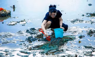 Bạn trẻ Đà Nẵng đổ ra vịnh lội bùn 'săn' ốc móng tay