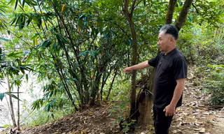 Sạt lở bờ sông Vu Gia, người dân Đà Nẵng thấp thỏm trước mùa mưa lũ