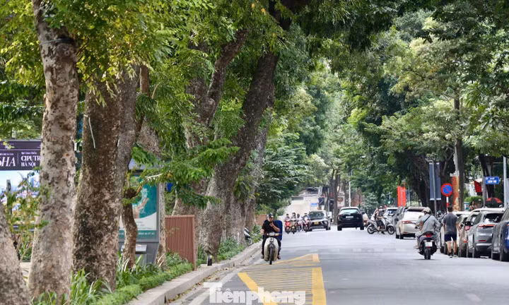 Những tuyến phố Hà Nội rợp bóng cổ thụ