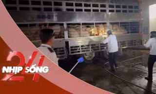 NHỊP SỐNG 24: Xử lý 2 xe tải chở hơn 200 con heo dương tính với Salbutamol vào TPHCM