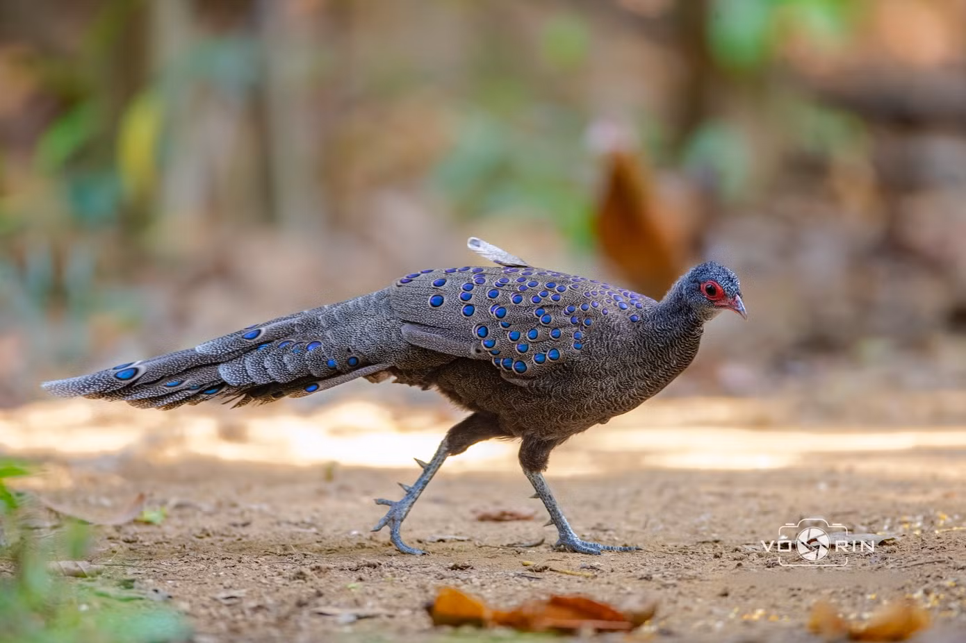 ga-tien-mat-do-germain-s-peacock-pheasant.jpg