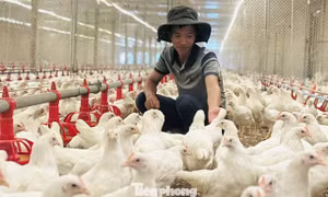 Thanh niên Hà Tĩnh khởi nghiệp với đàn gà siêu trứng, doanh thu tiền tỉ