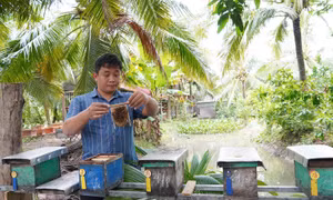 Bỏ nghề IT về quê nuôi ong, chàng trai Cần Thơ kiếm tiền tỷ mỗi năm