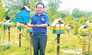 Anh Nguyễn Trung Thành với mô hình “Nuôi và khai thác mật ong dú trong vườn cây ăn trái kết hợp trồng cây thảo dược”