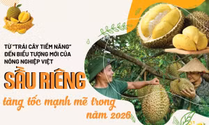 Sầu riêng Việt Nam đang chuyển từ 'tăng trưởng nóng' sang 'tăng trưởng chất lượng'