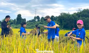 Màu áo xanh trên những cánh đồng mùa vàng
