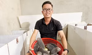 Kỹ sư cơ khí bỏ việc lương cao, về quê nuôi 'con đặc sản' thu bộn tiền