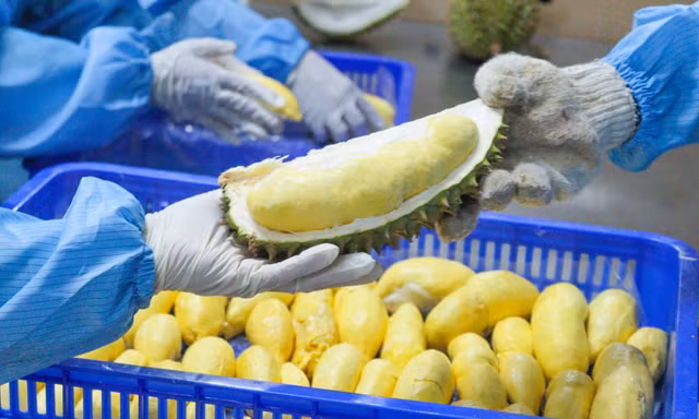Xuất khẩu thực phẩm sang Trung Quốc: Giảm một nửa thông tin kê khai