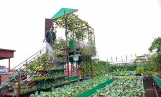 Ám ảnh rau bẩn, người Hà Nội thuê vườn, cải tạo đất hoang trồng rau sạch