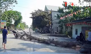 NÓNG 10/9: Vụ cưa cây đổ ra đường, đè chết người đi xe máy ở Thanh Hóa: Trách nhiệm pháp lý ra sao?