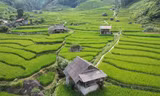 Mát mắt với màu xanh lúa non ruộng bậc thang ở Sa Pa