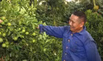 Biến đồi cằn cỗi thành vườn tiền tỷ, tạo việc làm cho nhiều lao động địa phương