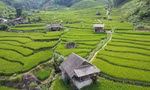 Mát mắt với màu xanh lúa non ruộng bậc thang ở Sa Pa