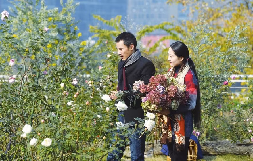 Vườn hồng trên trời không cần đất lớn nhất