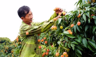 Một người trồng vải xã Phúc Hòa vui mừng vì năm nay bán được giá.