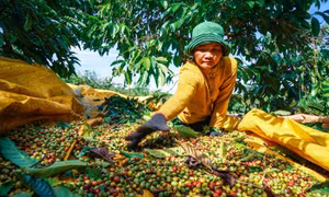 Biến Lâm Đồng thành thủ phủ cà phê toàn cầu