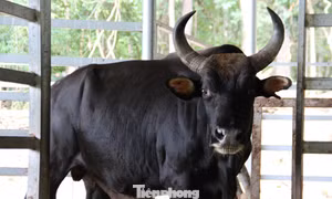 Tận thấy đàn bò tót lai quý hiếm ở Khánh Hòa
