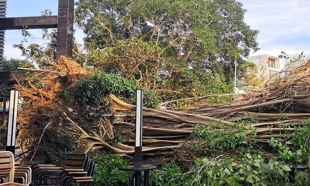 Vẫn chưa tìm ra nguyên nhân 2 cây cổ thụ ở TPHCM bật gốc