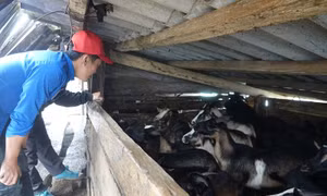 Lạnh tê tái, người vùng cao quấn chăn, đốt lửa sưởi ấm cho vật nuôi