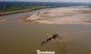Mực nước sông Hồng qua Phú Thọ xuống thấp, nhiều đoạn trơ đáy
