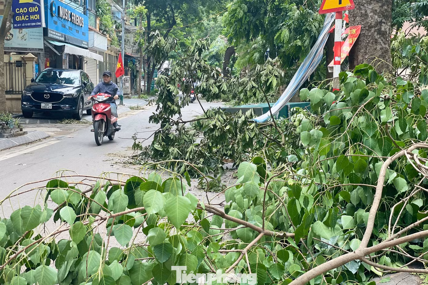 tp-cay-do-anh-36.jpg