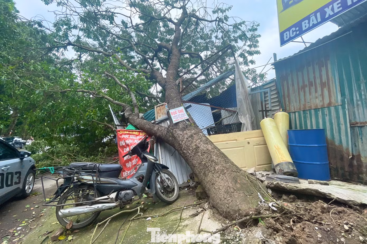 tp-cay-do-anh-25.jpg