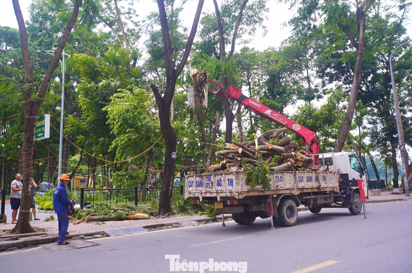tp-cay-do-anh-43.jpg