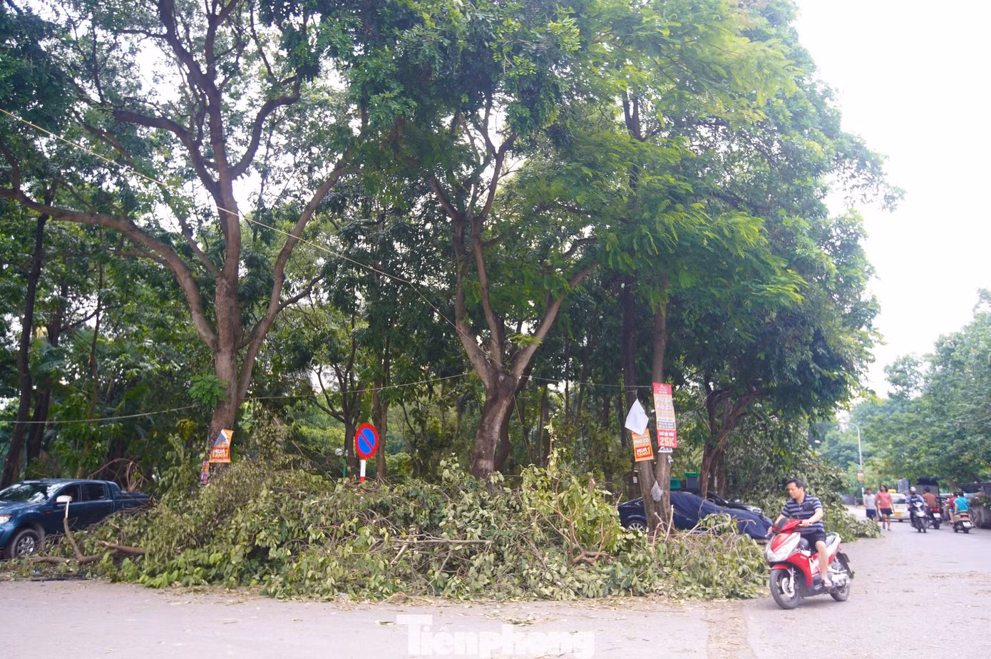 tp-cay-do-anh-44.jpg