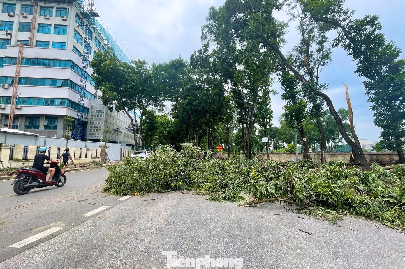 tp-cay-do-anh-33.jpg
