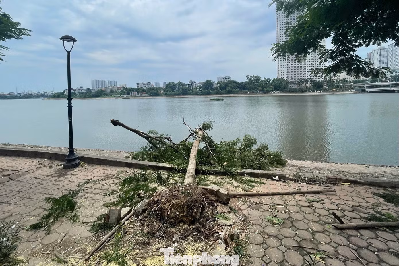 tp-cay-do-anh-32.jpg