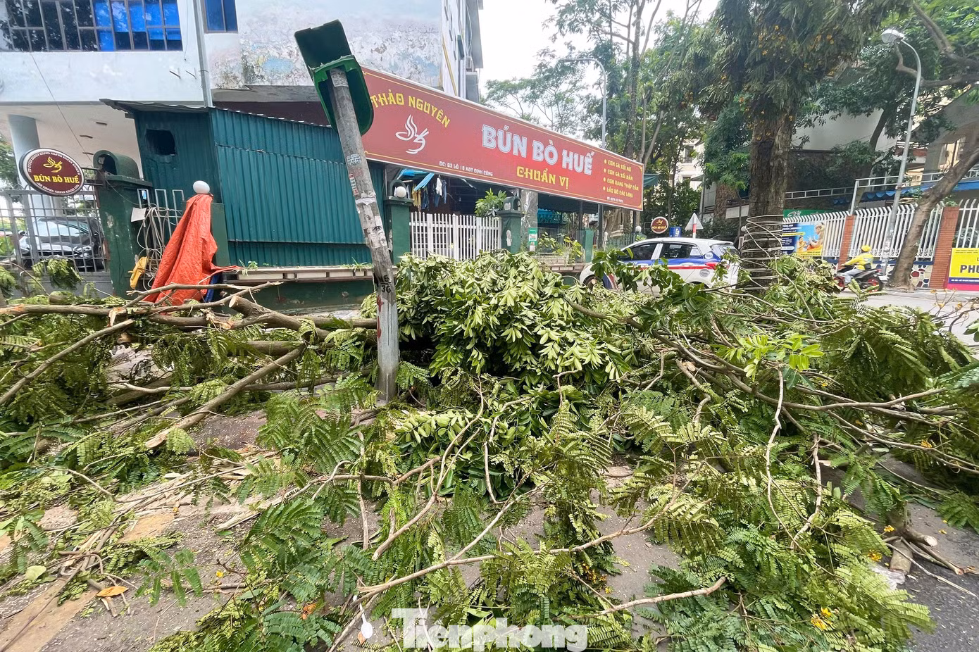 tp-cay-do-anh-37.jpg
