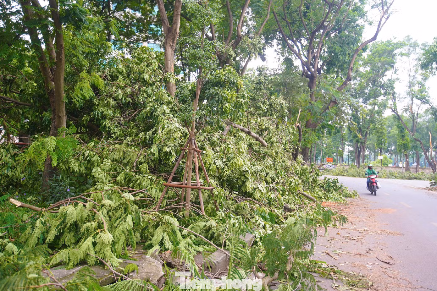tp-cay-do-anh-46.jpg