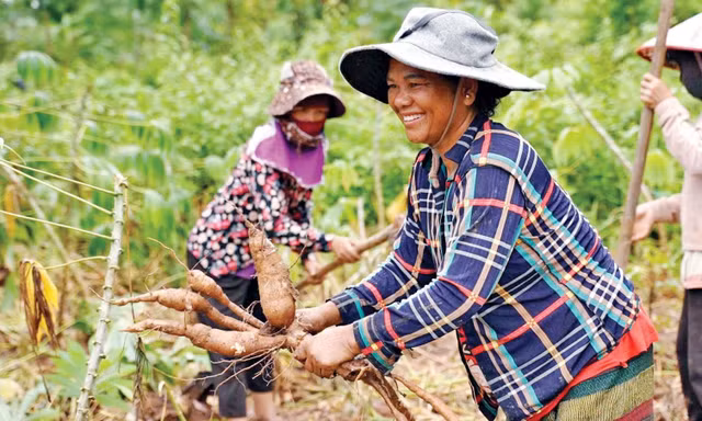 Bà con trồng sắn vùng cao Quảng Trị nhiều người tham gia Câu lạc bộ Sắn 100 triệu ảnh: PXD