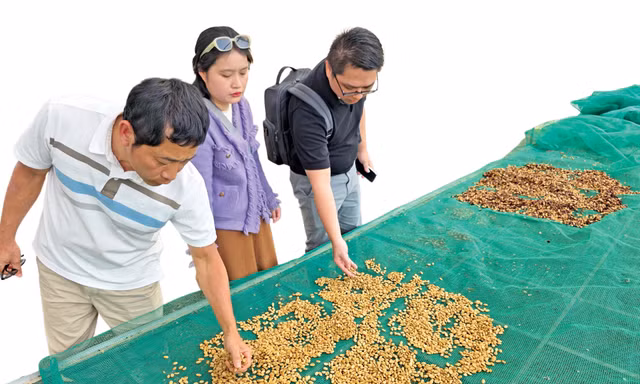Những quả cà phê chín mọng được chọn lọc, tinh tuyển để sản xuất ra bột cà phê đặc sảnẢnh: Tuấn Nguyễn 