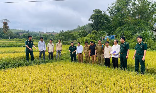 Mùa vàng biên cương thắm tình hữu nghị Việt - Lào. Ảnh: PXD