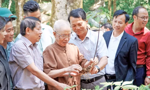 Dược sĩ Đào Kim Long chạm tay vào cây sâm Ngọc Linh, cây “thuốc giấu” ông mất nhiều tháng trời tìm thấy cách đây 53 năm Ảnh: Nguyễn Ngọc 
