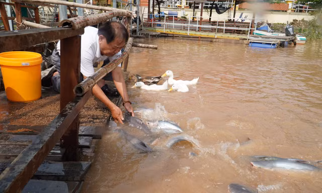  Ông Trương Minh Hải, Tổ trưởng Tổ cộng đồng bảo vệ nguồn lợi thủy sản phường Hồng Ngự chăm sóc đàn cá tự nhiên Ảnh: Hoà Hội 