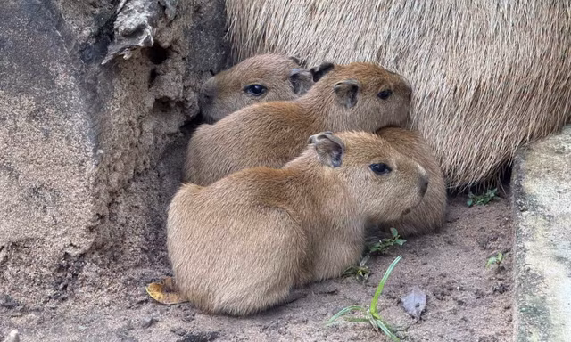 Thảo Cầm Viên Sài Gòn đón 3 capybara con đầu tiên ra đời, tên nghe đã thấy ngọt ngào