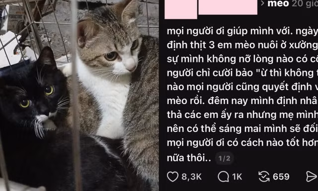 Cư dân mạng giải cứu 3 bé mèo trong đêm: Từng hành động nhỏ tạo phép màu lớn