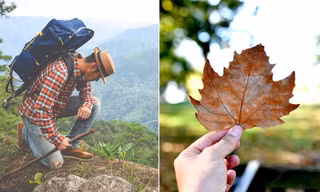 Vì sao nhiều người dặn không nên mang bất cứ thứ gì từ rừng, núi về nhà?