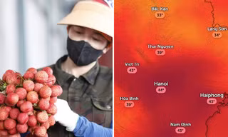Mùa vải gắn với kinh nghiệm dân gian dự báo thời tiết