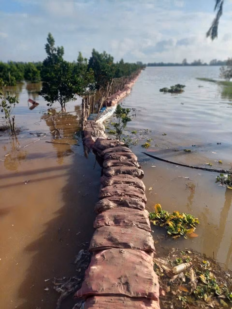 Việc xuất hiện các hiện tượng thủy văn nguy hiểm buộc người dân phải làm đê bao chống lũ. Ảnh: T.Đ