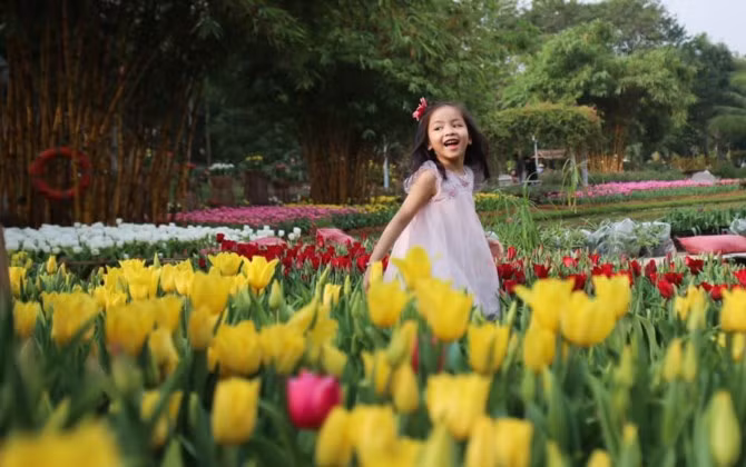 Rực rỡ sắc màu tulip giữa mùa Đông giá rét ở Hà Nội