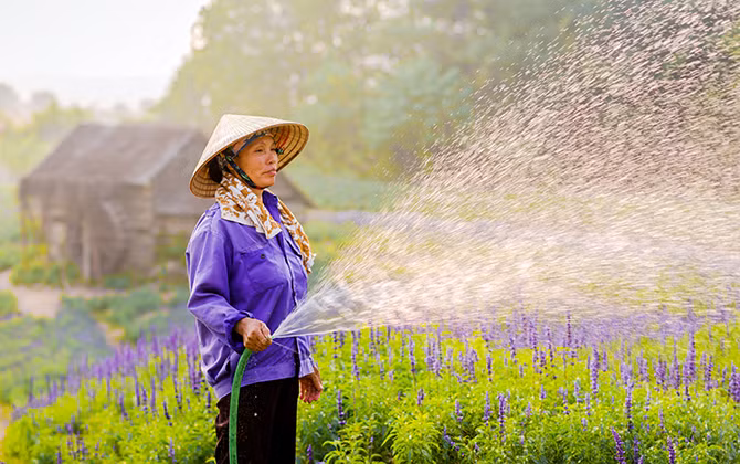 Giới trẻ chết mê với cánh đồng hoa Nữ hoàng xanh tại Hà Nội