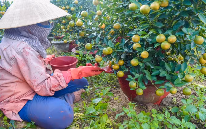 “Kinh đô” quất Cẩm Hà tất bật những ngày cận Tết.