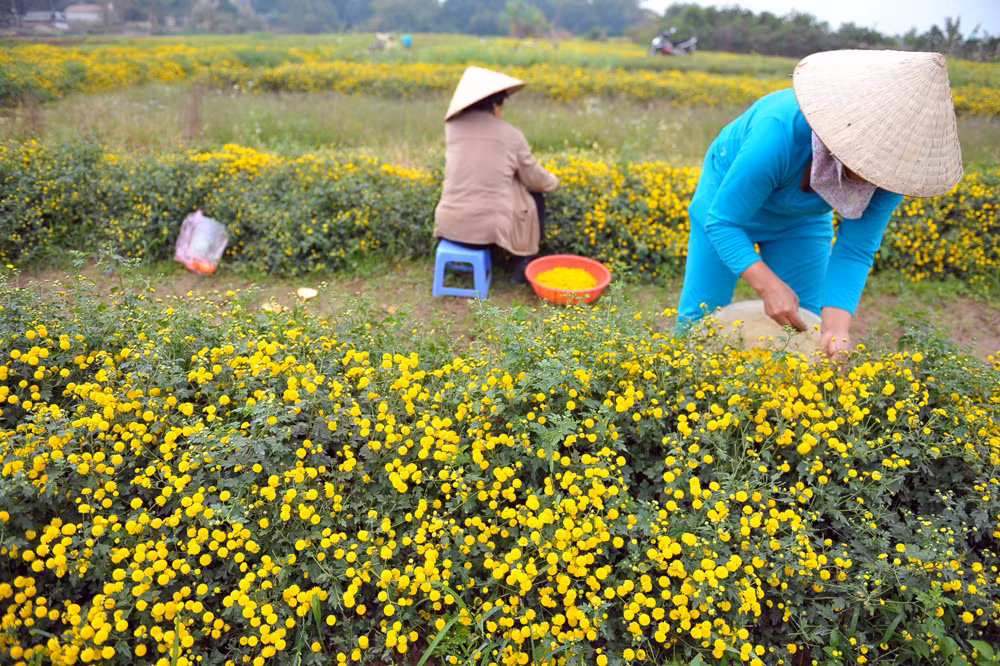 Cúc 'tiến vua' vàng rực ở Hưng Yên dịp giáp Tết