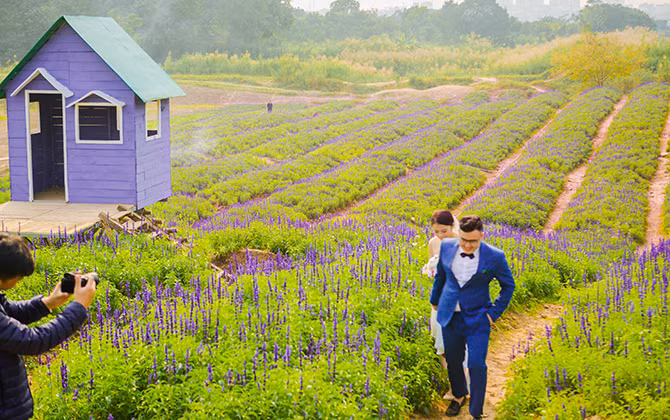 Giới trẻ chết mê với cánh đồng hoa Nữ hoàng xanh tại Hà Nội