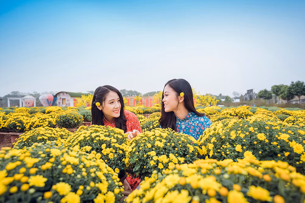 Ngất ngây cánh đồng Cúc mâm xôi giữa Hà Nội